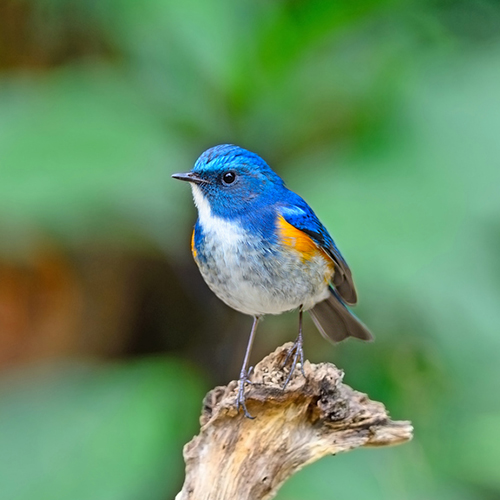 pajaro azul en ingles